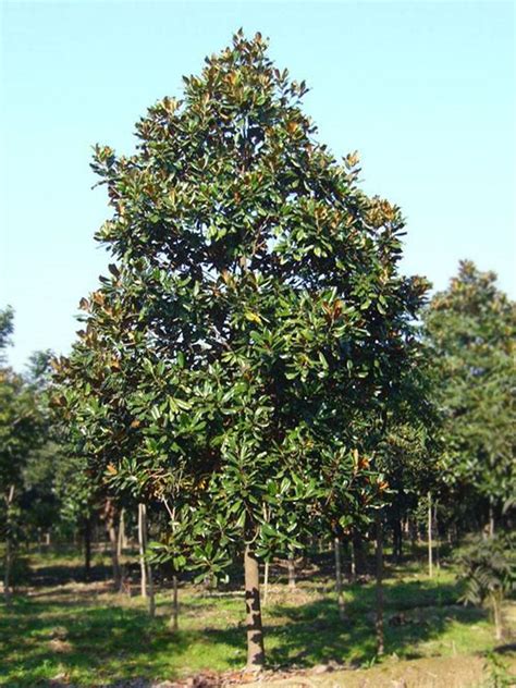 广玉兰树